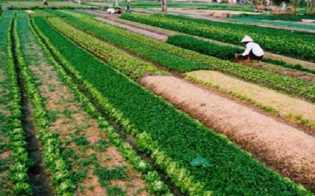 Quy định về thời gian sử dụng đất cây trồng hàng năm